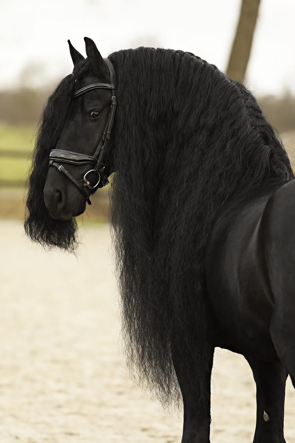 Nos chevaux, race de frison