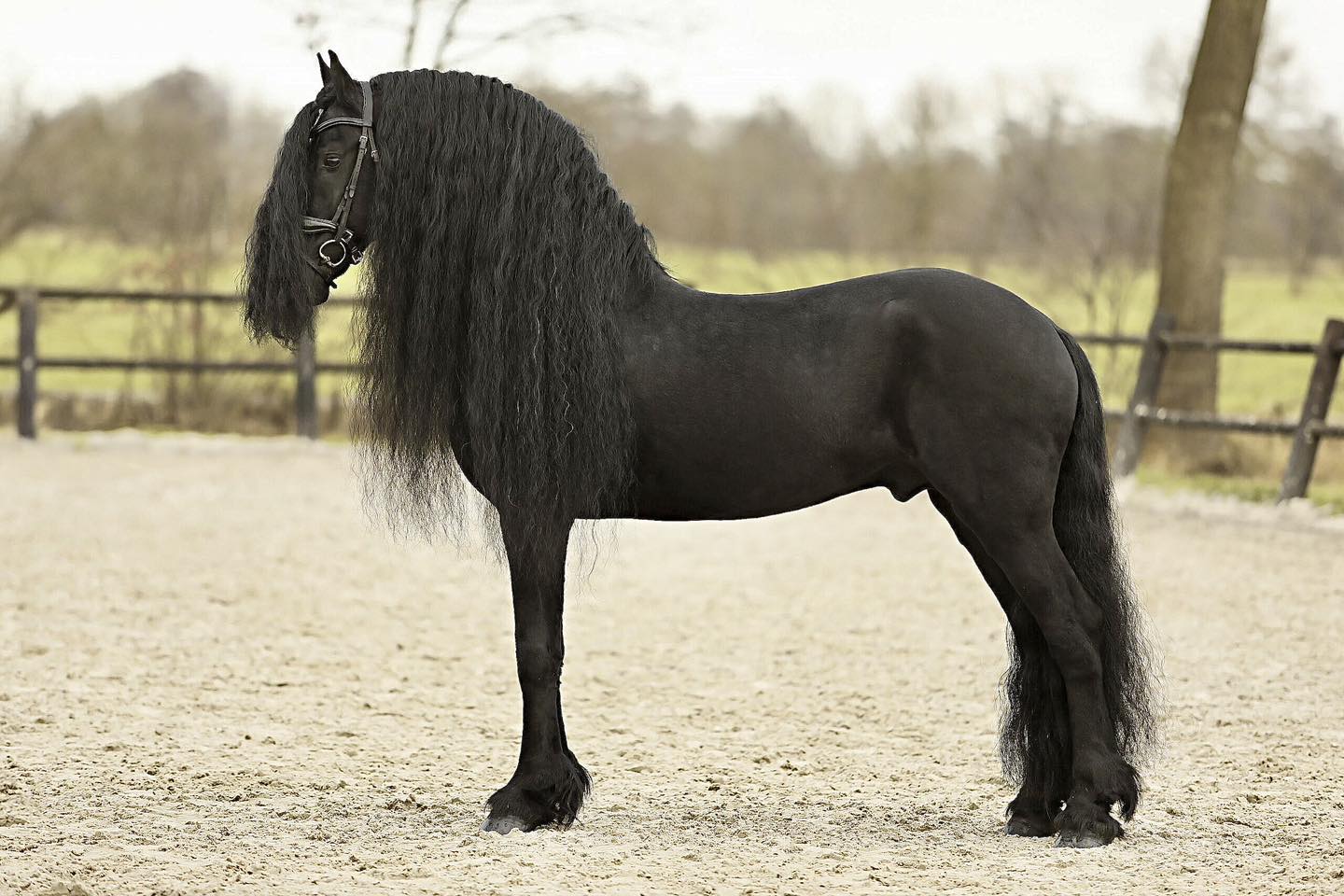 Le Frison