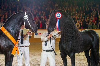 Norbert 444 et Tsjalle 454 - Two superb approved stallions
