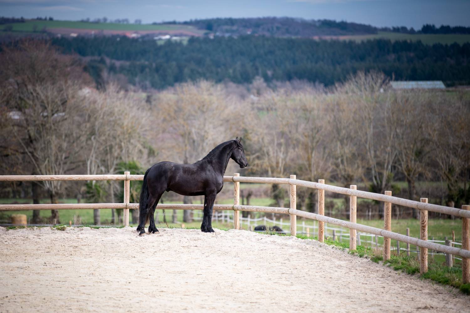 Nos chevaux, race de frison